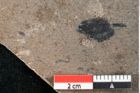 Foto (Detailansicht) von Callitris brongniartii Endl. (NHMW-GEO-2024-0188-8211)
